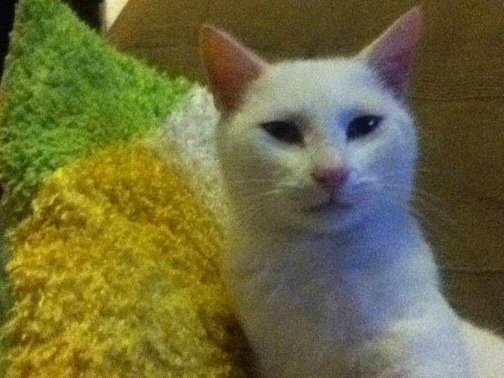 Plume - (4 ans)
