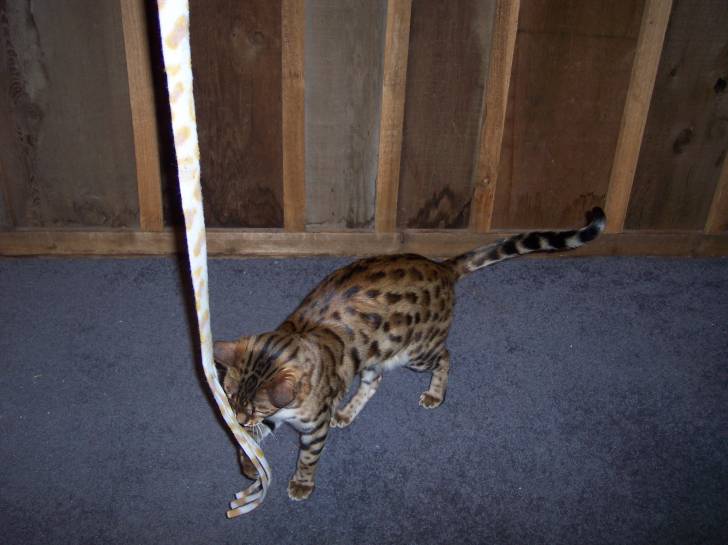 Tiger - Mâle (1 an)