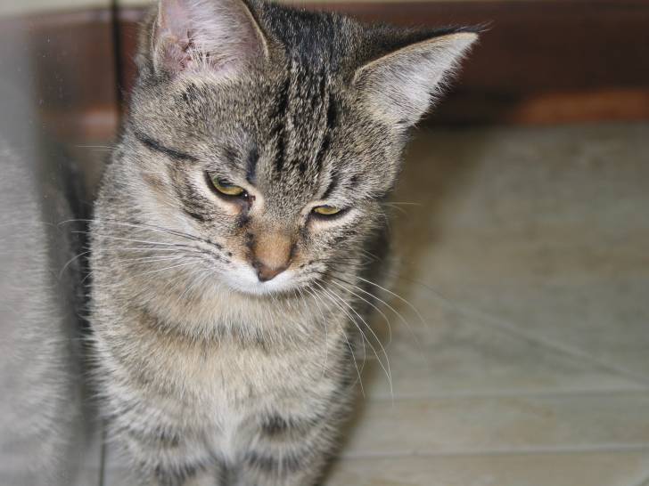 Ginger - (3 ans)