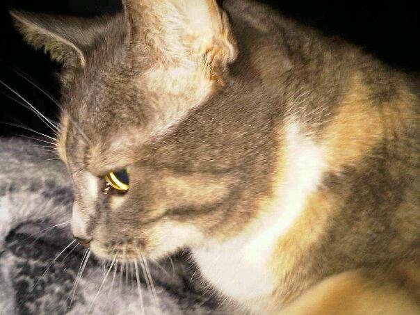 Chloe - (5 ans)
