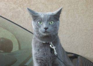Chiffon - Mâle (4 ans)