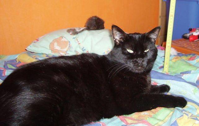 Caline - (6 ans)