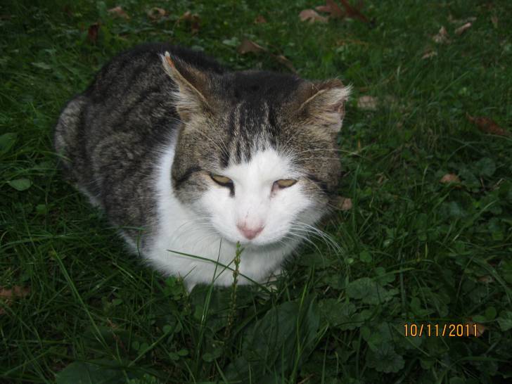 Thumper - Mâle (8 ans)