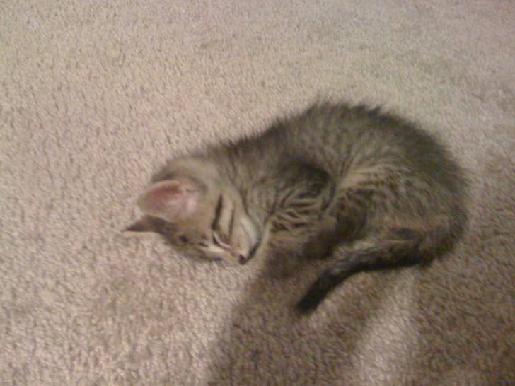 Toby - Mâle (1 mois)