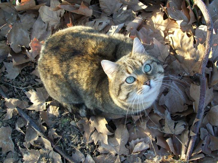 Maman Chat - (7 ans)