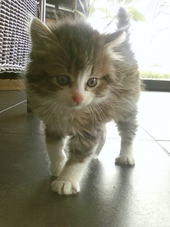 Lustucru - Mâle (2 ans)