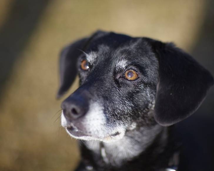 brandy - (15 ans)