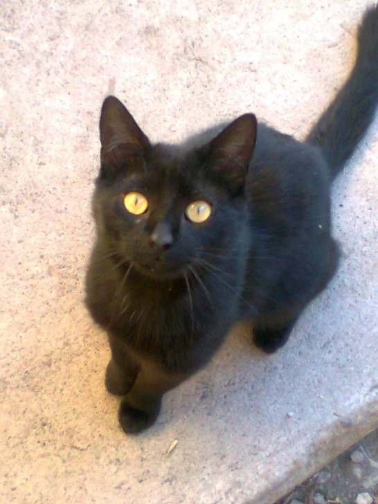 Pincheirita - Mâle (2 ans)