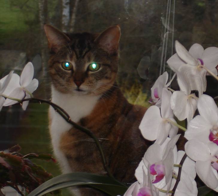 Grenadine - (4 ans)
