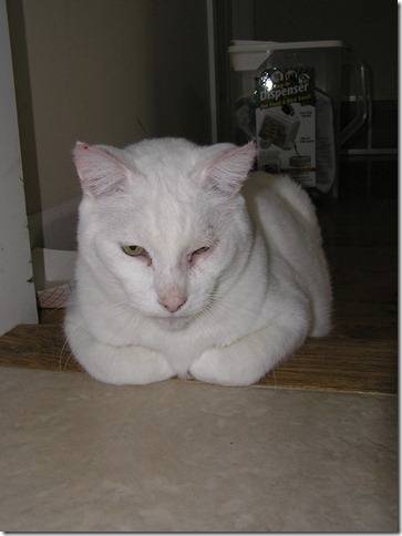 Leo - Mâle (17 ans)