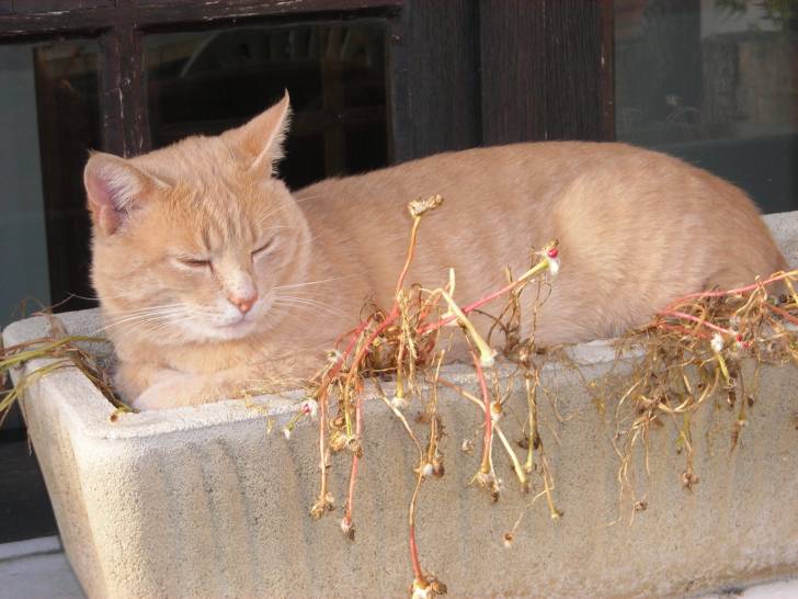 Caramel - Mâle (3 ans)