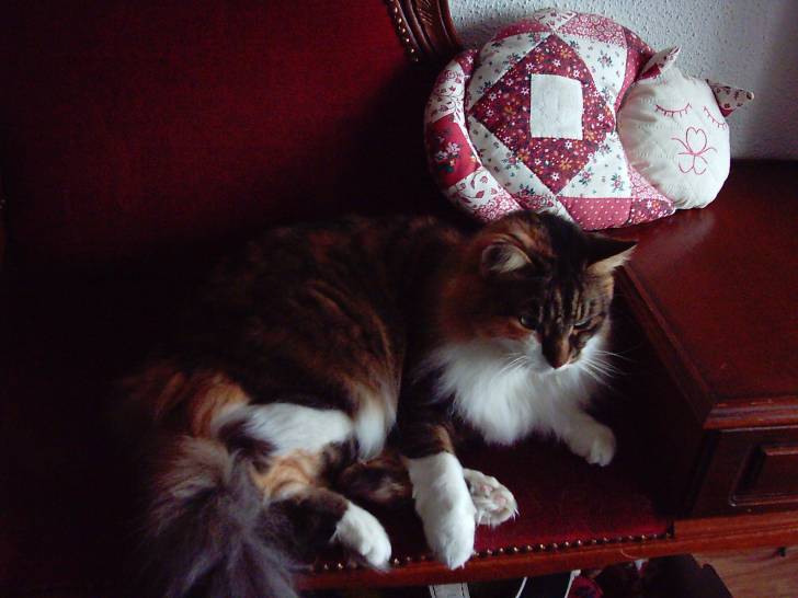 Calypso - (16 ans)