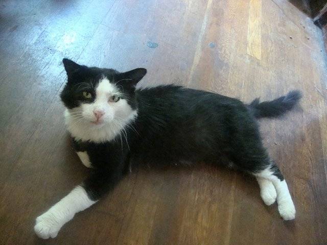 Nutt Butt - Mâle (8 ans)