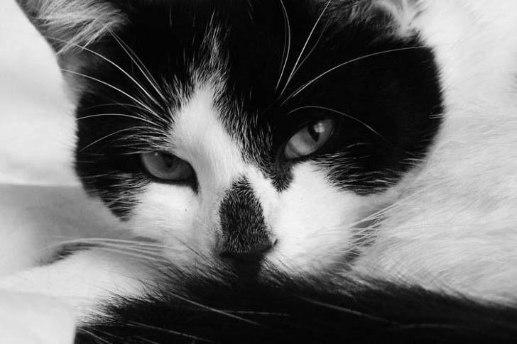 Daisy - (Autre)
