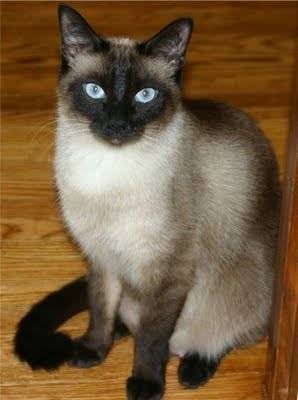 Mittens - (9 ans)