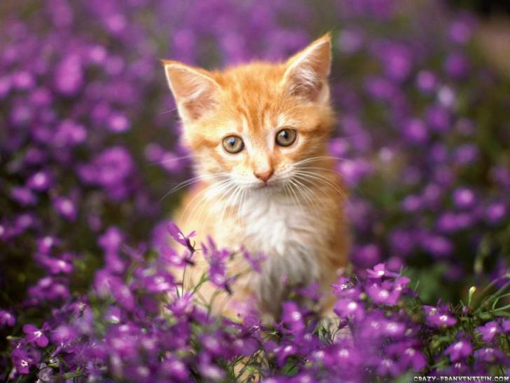 Chester the Kitten! - Mâle (3 mois)