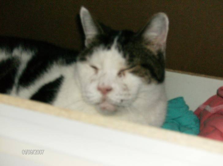 Shoei - (14 ans)