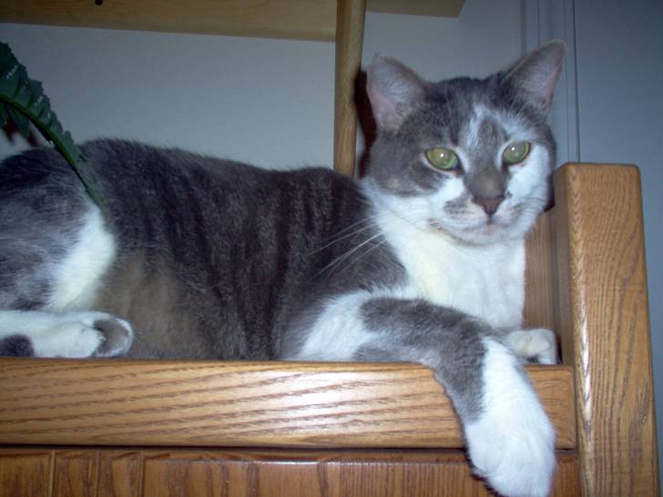 Meeko, Young At Heart, Old In Years - Mâle (16 ans)