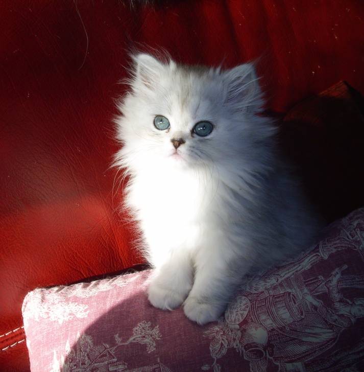 Ganache - (5 mois)