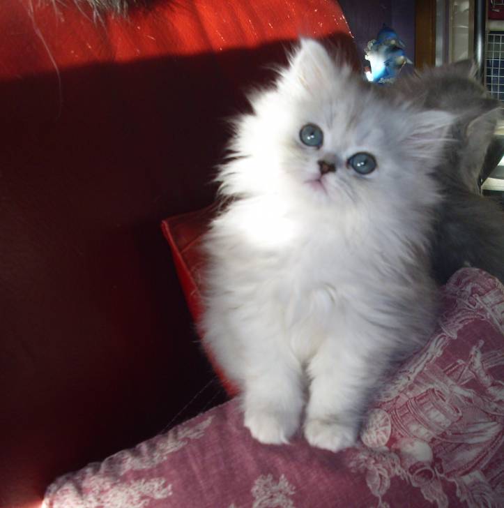 Ganache - (5 mois)