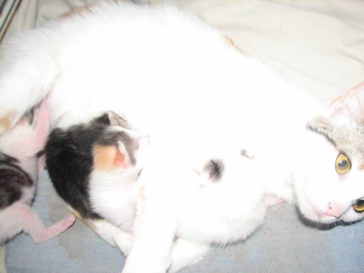 mon chat et ses bébés - (2 ans)