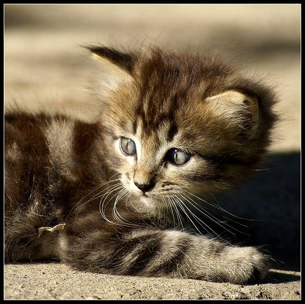 Chipie - (5 ans)