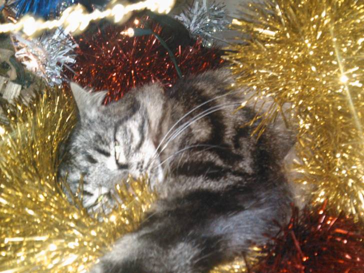 Harmonie - (4 ans)