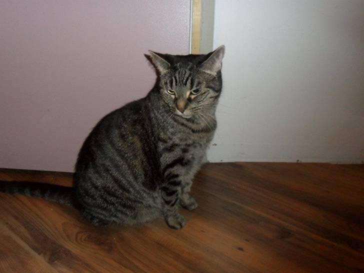Slinky - (10 ans)