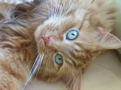 Bouboule - Mâle (8 ans)