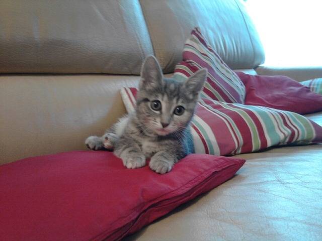 Mimitte - (4 mois)