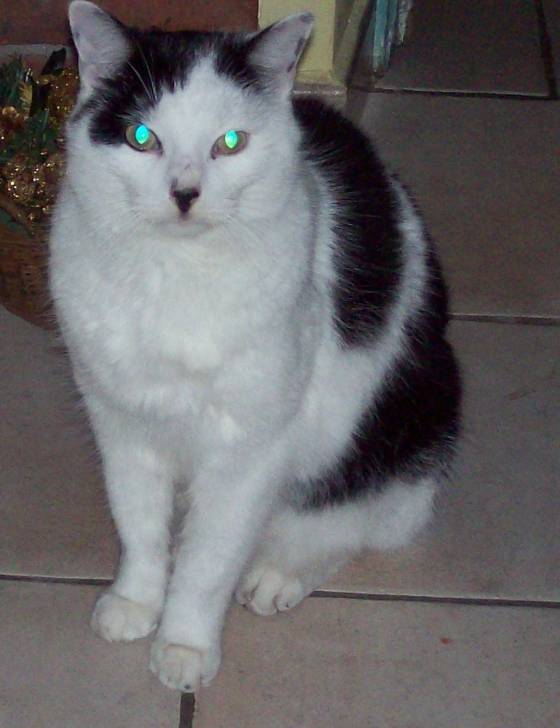 bebe - Mâle (4 ans)