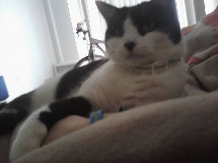 Kitty - (3 ans)
