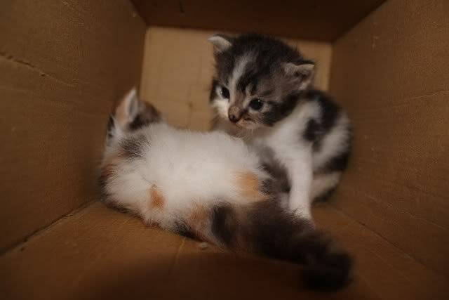 Henry and Kirby - Mâle (2 mois)