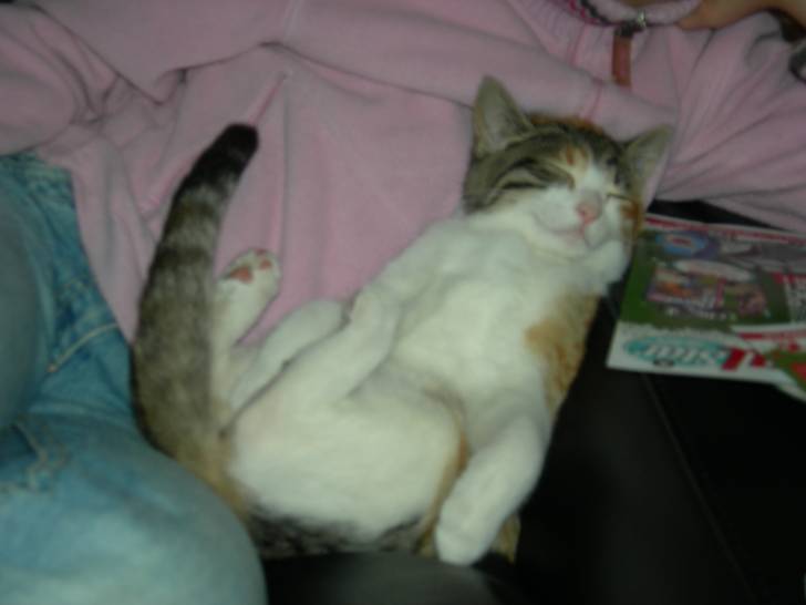 mon chaton! - (3 mois)