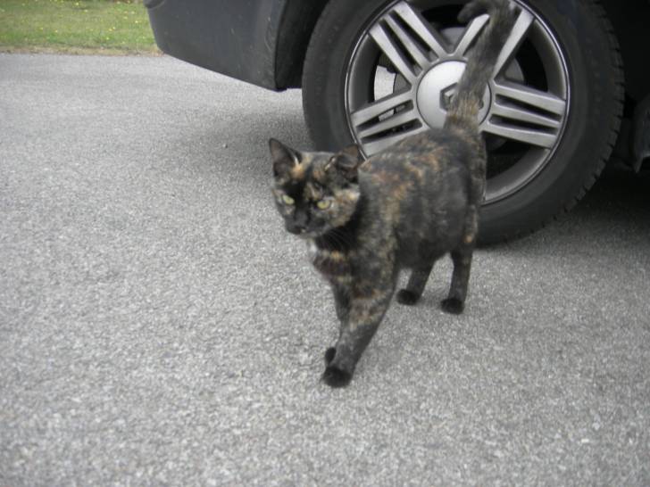minette - (3 ans)