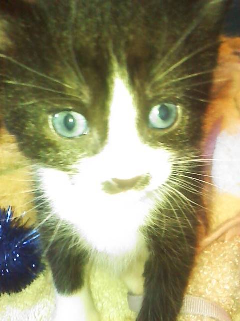 Gracie - (3 mois)