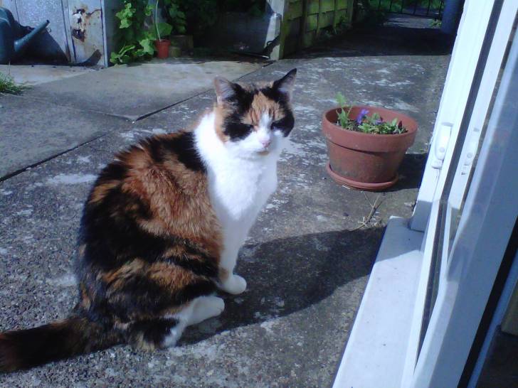 amber - (14 ans)