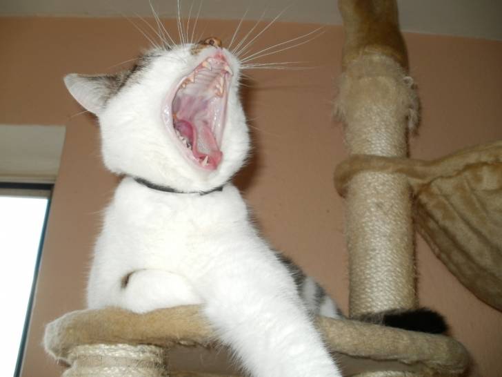 Domino - Mâle (4 ans)