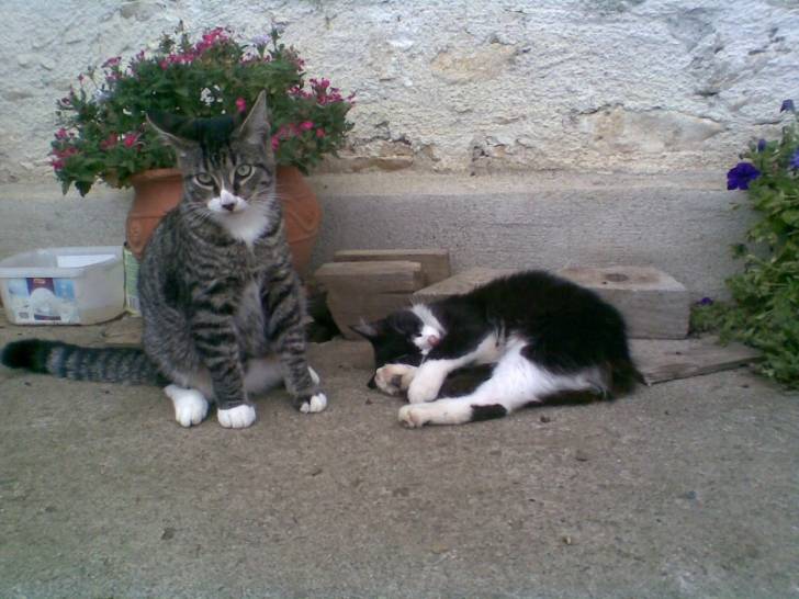 Filou et Kilua -