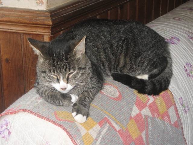 Kilua - Mâle (3 ans)