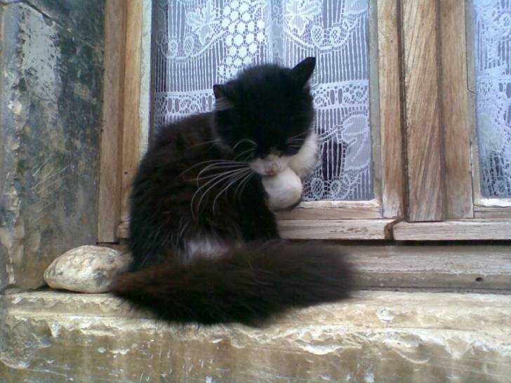 Filou - (3 ans)