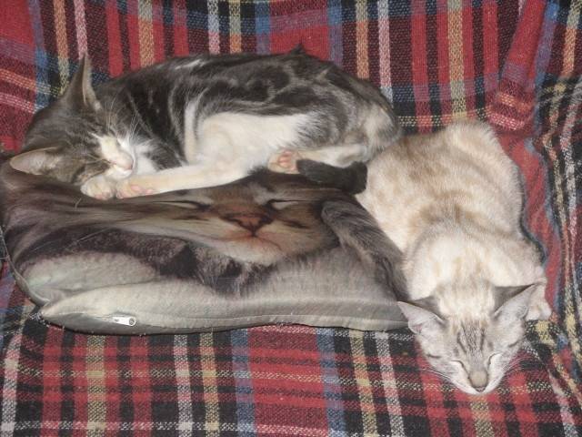 Noisette et Chaton - Mâle (10 mois)