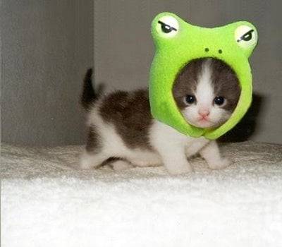 Sweets - (5 mois)