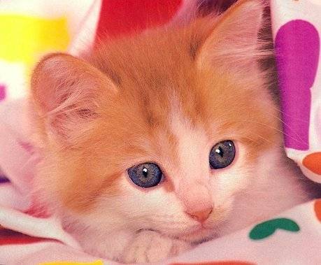 chloe - (5 mois)