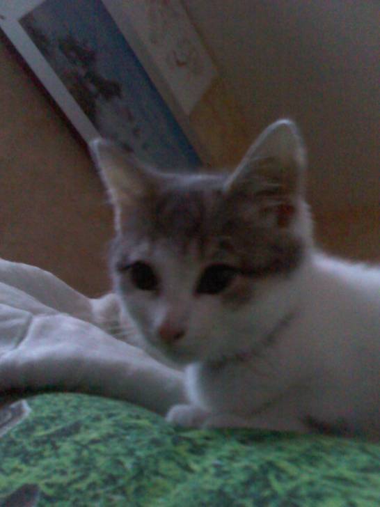 Kitty -