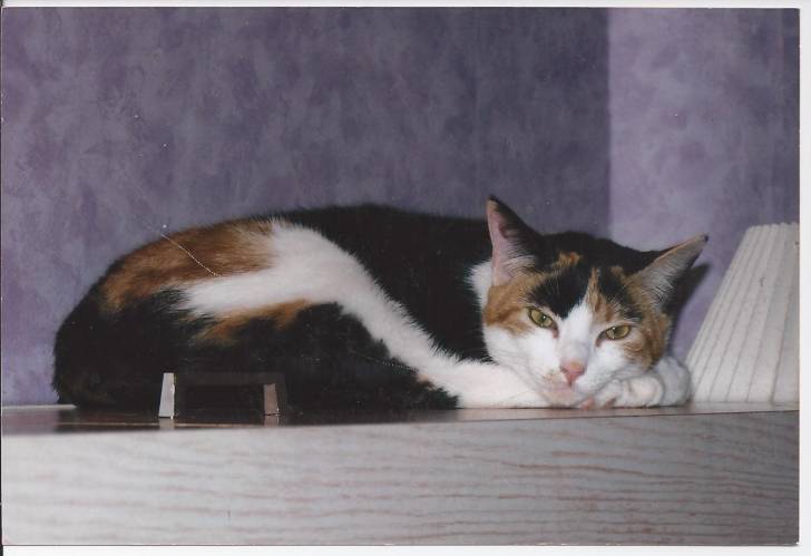 Nala - (7 ans)