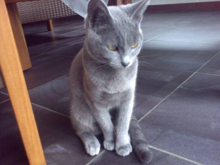 Praline - (9 mois)