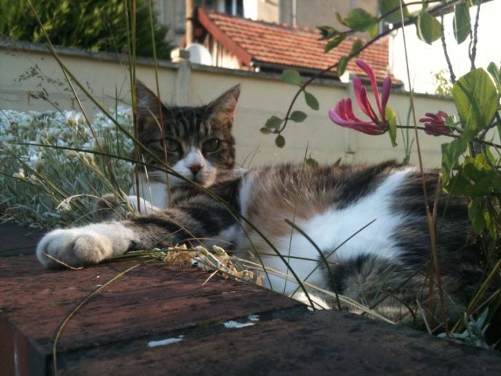 vénus - (4 ans)