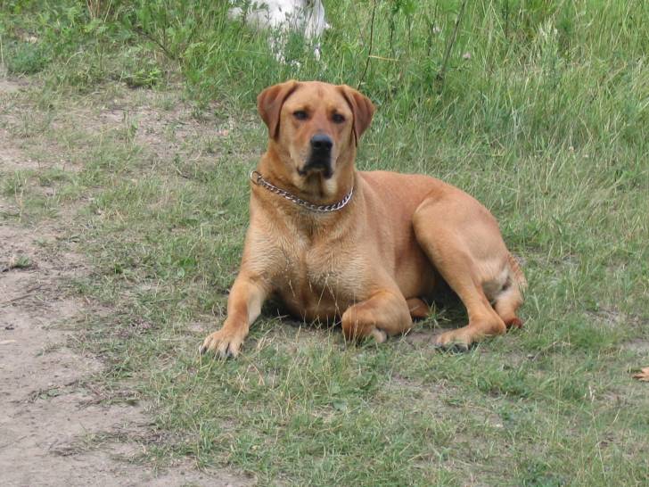 Decon - Mâle (9 ans)