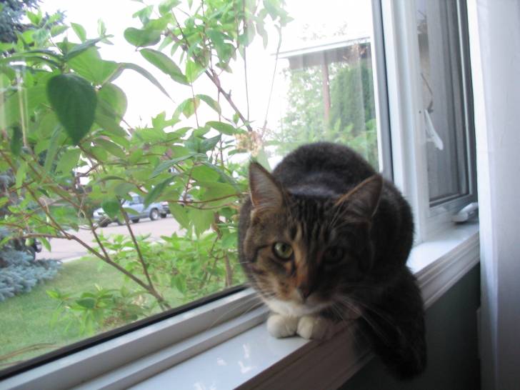 Roman - (7 ans)